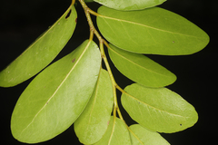 Drypetes sepiaria